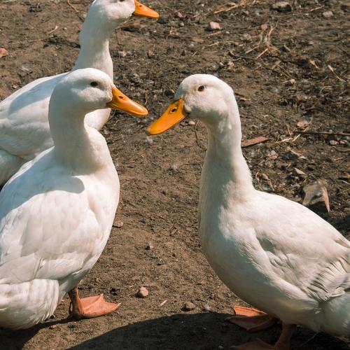 Photo #5075189