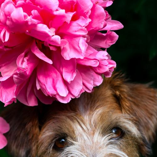 Photo #5075209