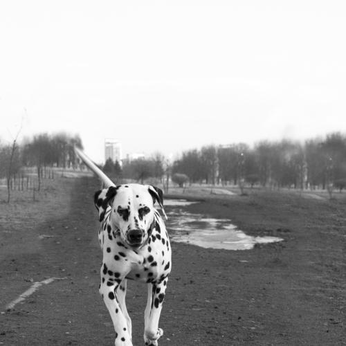 Photo #5075217