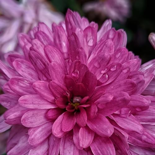 Photo #5075292