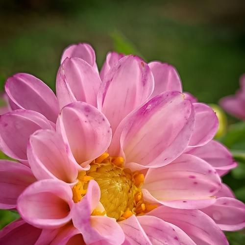 Photo #5075330