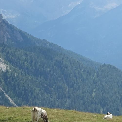 lucky herd