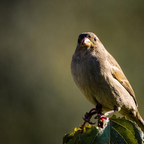 Photo #5076420