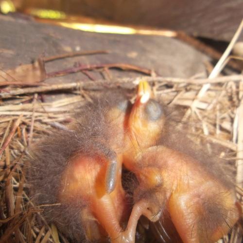 Photo #5077038