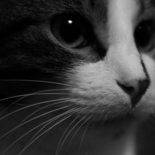 Photo #5077448