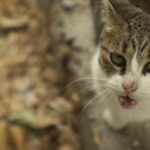 Photo #5077449