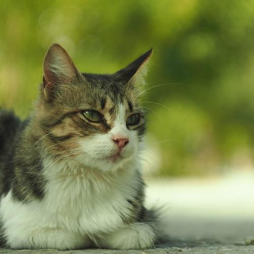 Photo #5077454