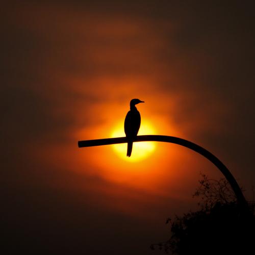 Photo #5077571