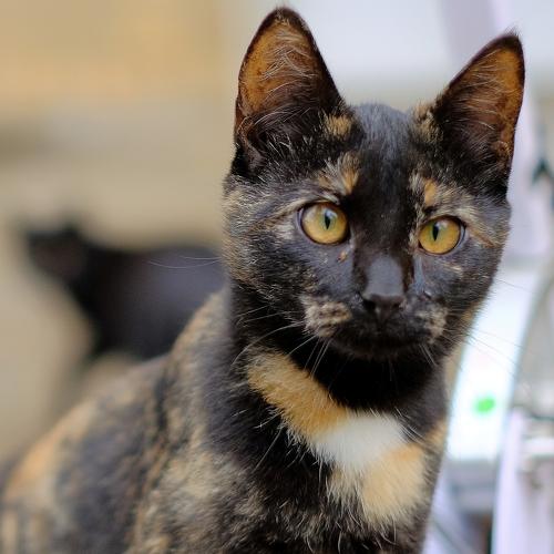 Photo #5077799