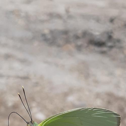 Photo #5078376