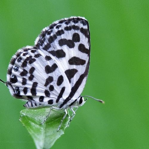 Common Pierrot