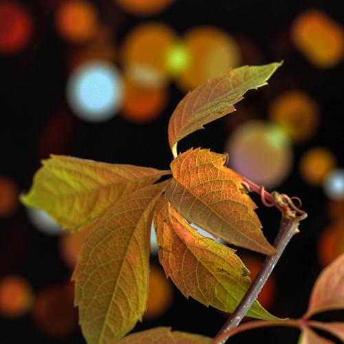 Photo #5079167