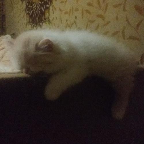 Photo #5081319