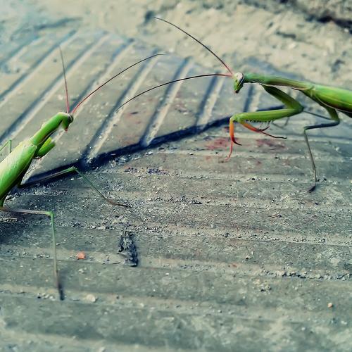 Photo #5081684