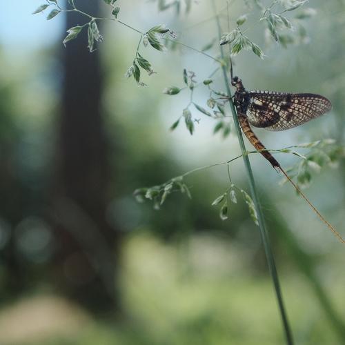 Photo #5081868