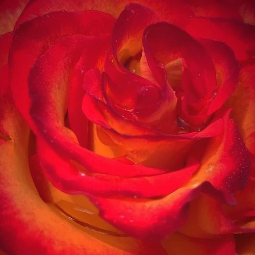 Photo #5081908