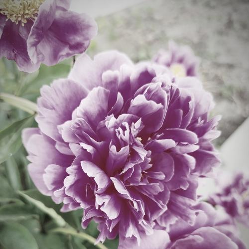 Photo #5081911