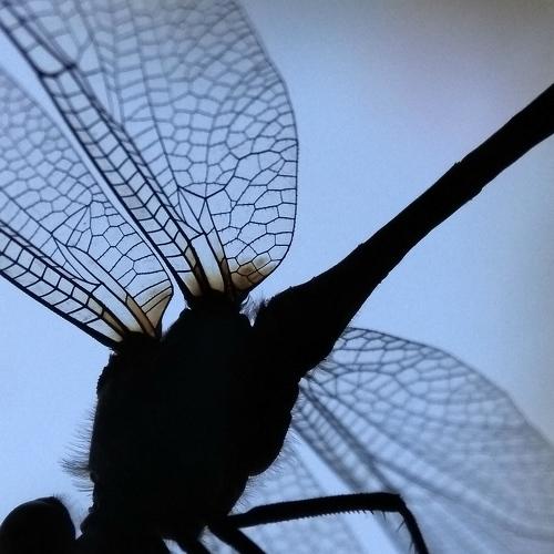 The Agrioneptera