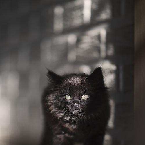 Photo #5082433