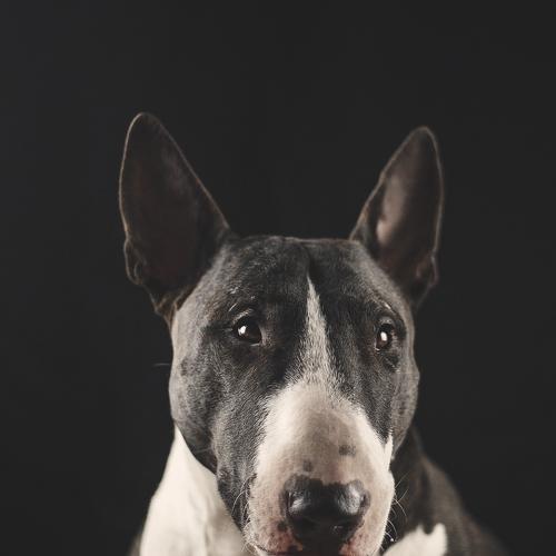 Photo #5082451