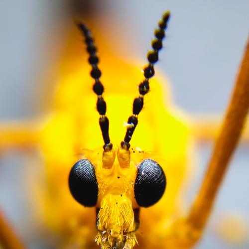 Sawfly