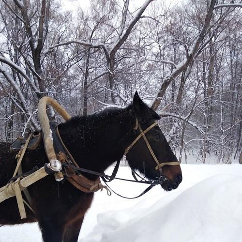 Photo #5083102