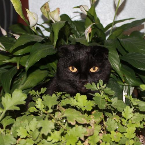Photo #5083316