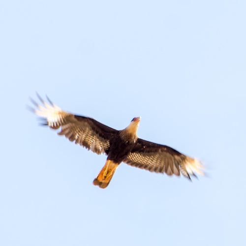 Photo #5084039