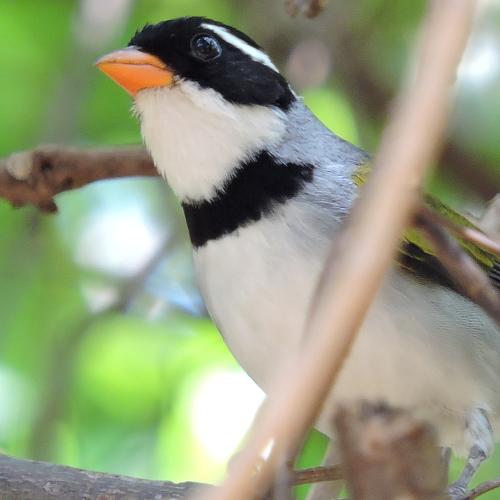 Photo #5084061
