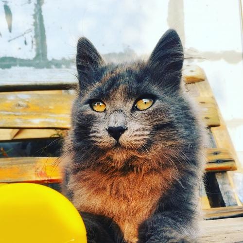 Photo #5084131