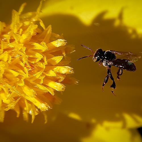 Photo #5087621