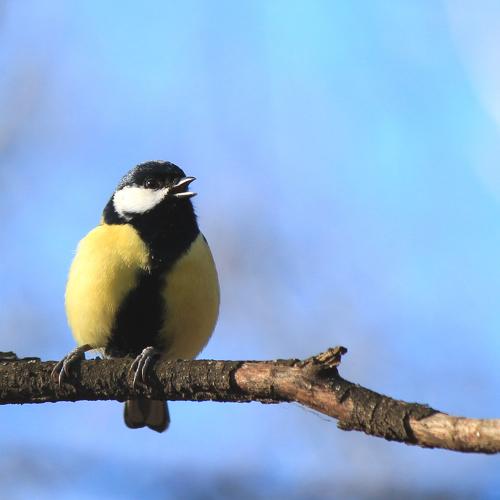 Little bird