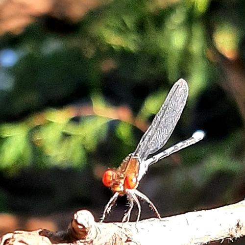 Photo #5088532