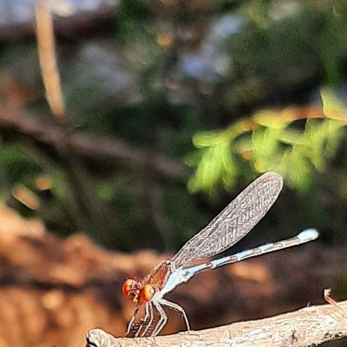 Photo #5088560