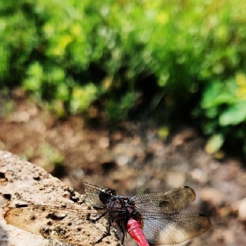 Photo #5088628