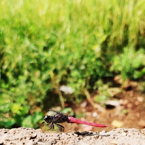 Photo #5088752