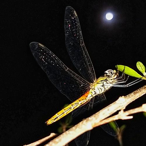 Photo #5090782