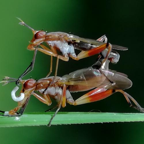 Mating beauty