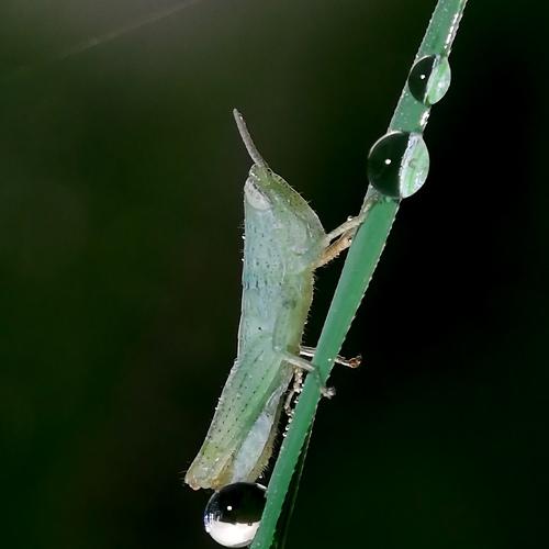 Grasshopper