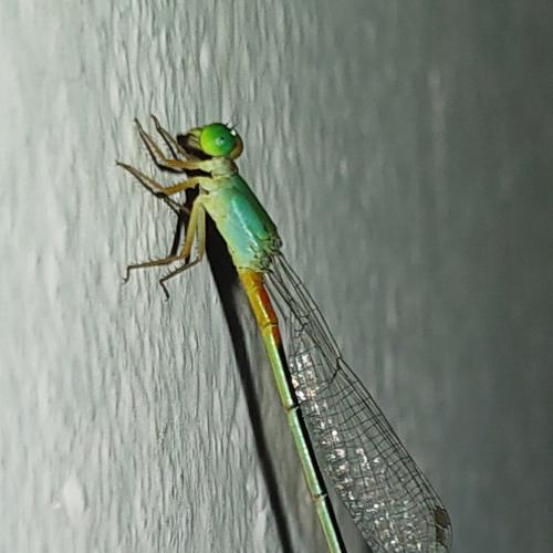 Dragonfly