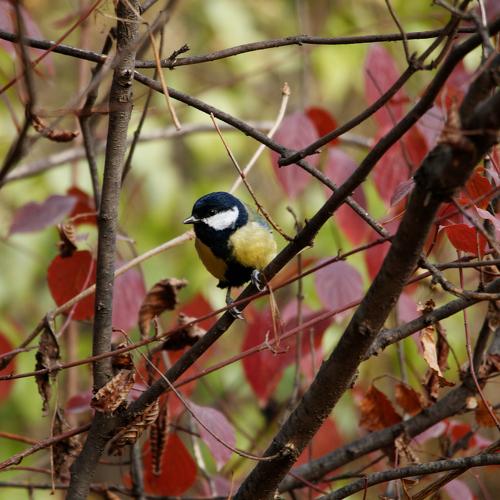 Photo #5092340