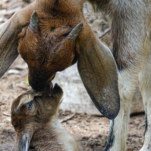 New born baby