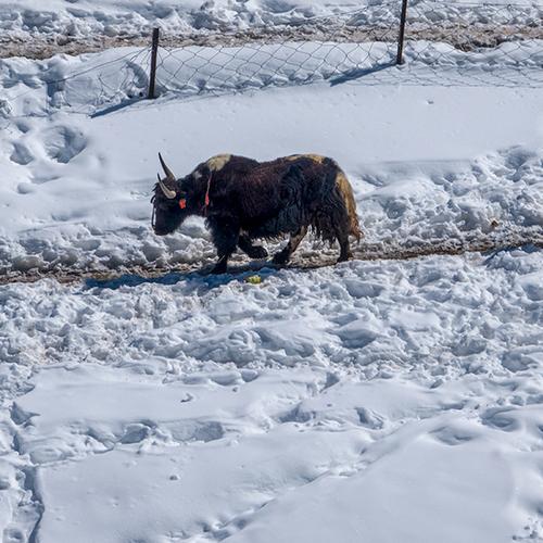 Yak in Kibber, India