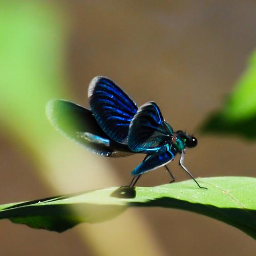 Photo #5093094