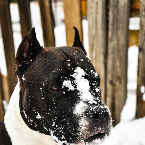 Photo #5093132