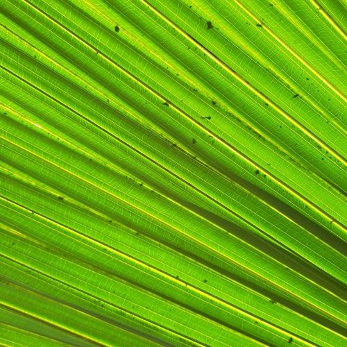 Green Leaf Lines