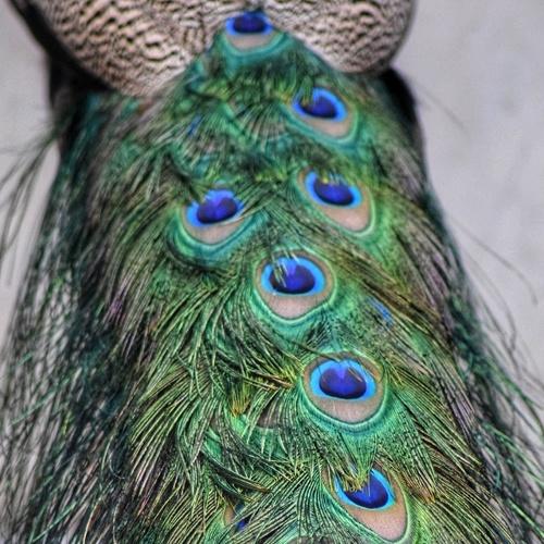 Feather in Abstract