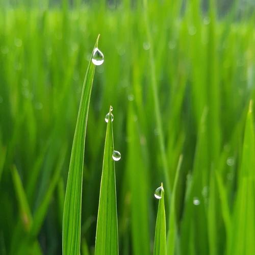 Drops on the grass