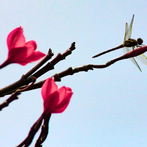 Photo #5096081