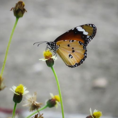 Photo #5096528